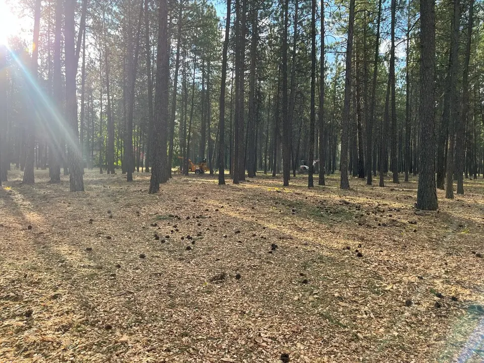 Thinned ponderosa pine stand with open spacing and mulched understory on North Idaho acreage