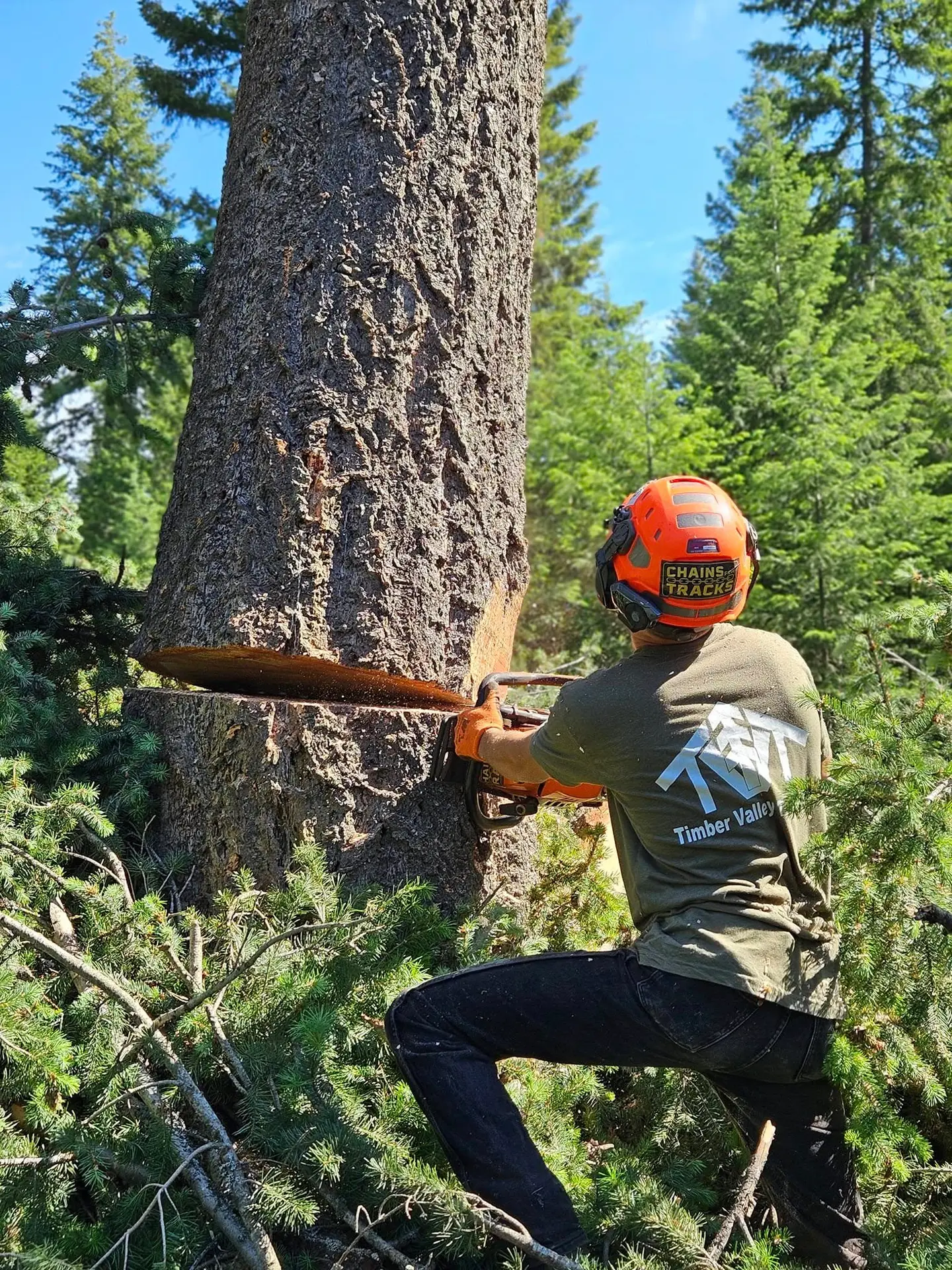 Timber Valley sawyer making a felling cut on a big Douglas fir