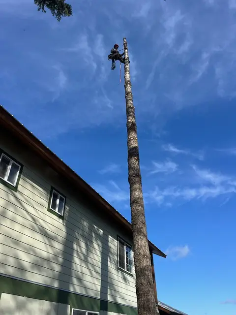 Climber ascending a pine spar with rope and saddle during a trimming job